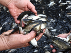 Под Астраханью искусственно восполнили запасы сазана в Волге