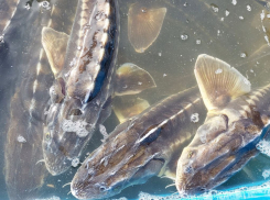 В центре Астрахани в реку выпустили 250 редких рыб