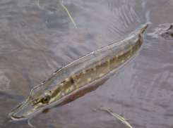 В Астраханской области рыба заражена опасными гельминтами