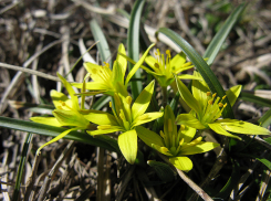 Стало известно, почему весной воздух пахнет по-особенному