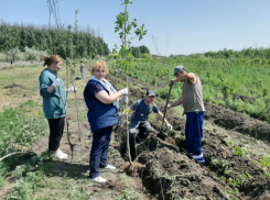 В 2023 году железнодорожники высадят в Астрахани около 4,5 тысяч деревьев