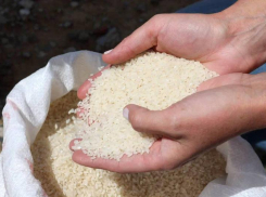 Астраханская область вдвое увеличила посевы риса за восемь лет