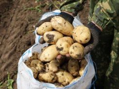 Астраханские аграрии приступили к сбору картофеля
