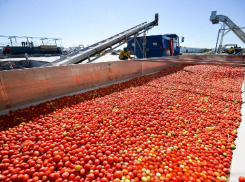 В Астраханской области планируют собрать первый декабрьский урожай томатов 