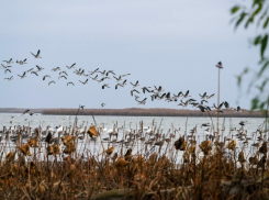 В Астраханской области раскрыли подробности о редких птицах, которые прилетели в гости