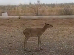 Храбрый и любопытный малыш редкого животного пришел к людям в Астраханской области