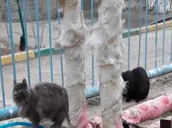 В Астрахани 12 кошек оказались на улице после смерти своей хозяйки