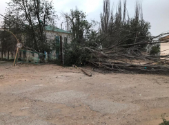 Маленькая астраханка, на которую упало дерево, до сих пор в коме 