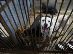 В Астрахани открылся ещё один приют для четвероногих