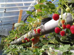 В Астраханской области на 110% выросли посевные площади 