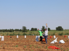 Стало известно, куда поставляют часть картофеля и лука из Астраханской области