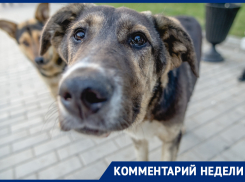 «Собака-то не виновата»: астраханец подал иск в 1 миллиард рублей к городской администрации 