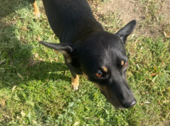 Астраханцев, мешающих отлову агрессивных собак, будут штрафовать