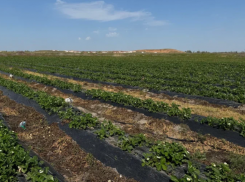 Из-за нашествия саранчи в трех районах Астраханской области ввели режим ЧС
