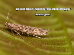 Под Астраханью крестьянско-фермерское хозяйство закрыли на трехлетний карантин из-за томатной моли