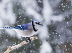 Погода, праздники, именины в понедельник 11 декабря