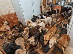 Астраханка держала в своей квартире 35 собак