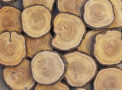 Астраханец получил условный срок за незаконный спил 161 дерева в Енотаевском районе