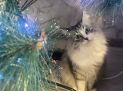 Астраханцы будут отдыхать на Новый год 12 дней