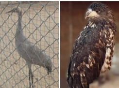Орлан-белохвост и серый журавль скоро съедут из астраханского центра семейного отдыха