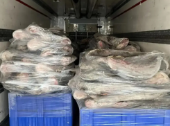 Под Астраханью незаконно реализовали 116 тонн немаркированной рыбы