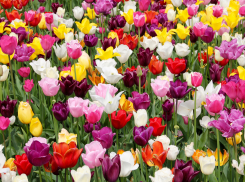 В Астрахани пройдет самый красивый и ароматный фестиваль