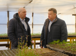 В Астрахани модернизируют цветочные теплицы