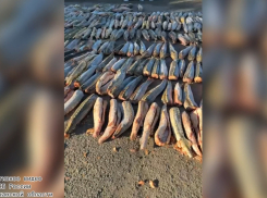 Огромную партию очень редкой рыбы перевозили в другой регион для продажи