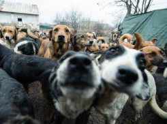 В Астраханской области подсчитали количество бездомных собак