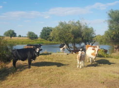 Коровы, лошади и овцы стали причинами 252 ДТП в Астраханской области