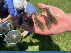 Потомство вымирающей рыбы-хищницы выпустили в Астраханской области