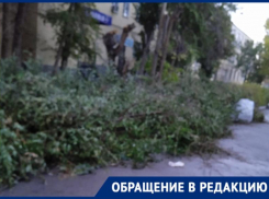 В Астрахани коммунальщики спилили деревья и оставили гнить на тротуаре