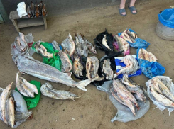 Астраханца приговорили к сроку за продажу краснокнижной рыбы