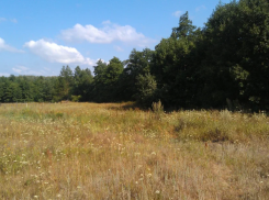 Астраханцам начнут выдавать разрешения на добычу пушных животных