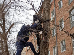 Городские спасатели сняли с дерева кота и астраханку