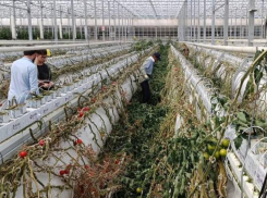 Стало известно, почему под Астраханью перестали собирать томаты и когда начнут снова