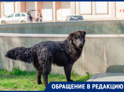 Жители Астрахани не могут попасть домой из-за собак 