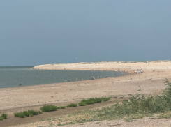 Астраханский остров с редкими птицами и животными обследовал Росприроднадзор