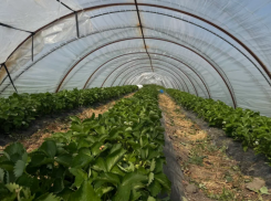 Объем инвестиций в астраханское сельское хозяйство превысил 50 миллиардов рублей