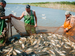 «С рыбой все в порядке»: как в Астраханской области проходит паводок-2020