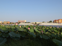 В Астрахани расцвело еще одно огромное поле лотосов