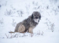 Под Астраханью бродячие собаки кошмарят сайгаков: редкие антилопы гибнут