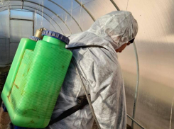 В астраханском селе объявили карантин из-за смерти бешеного енота