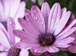 Прогноз погоды, именины, праздники 25 июля 