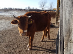 Под Астраханью выявили болезнь животных, опасную для людей