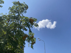 Опасное дерево под Астраханью может начать пожар или обрушить канализацию