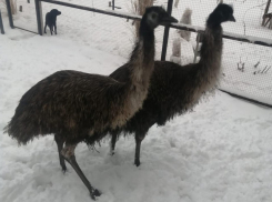 Доктор из астраханского села занимается разведением страусов эму