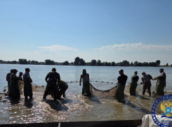 В Астраханской области рассказали, зачем начали вылов осетров