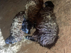 В Астраханской области задержали банду, крадущую овец
