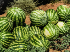 В Астраханской области поспели первые арбузы, куда их отправляют